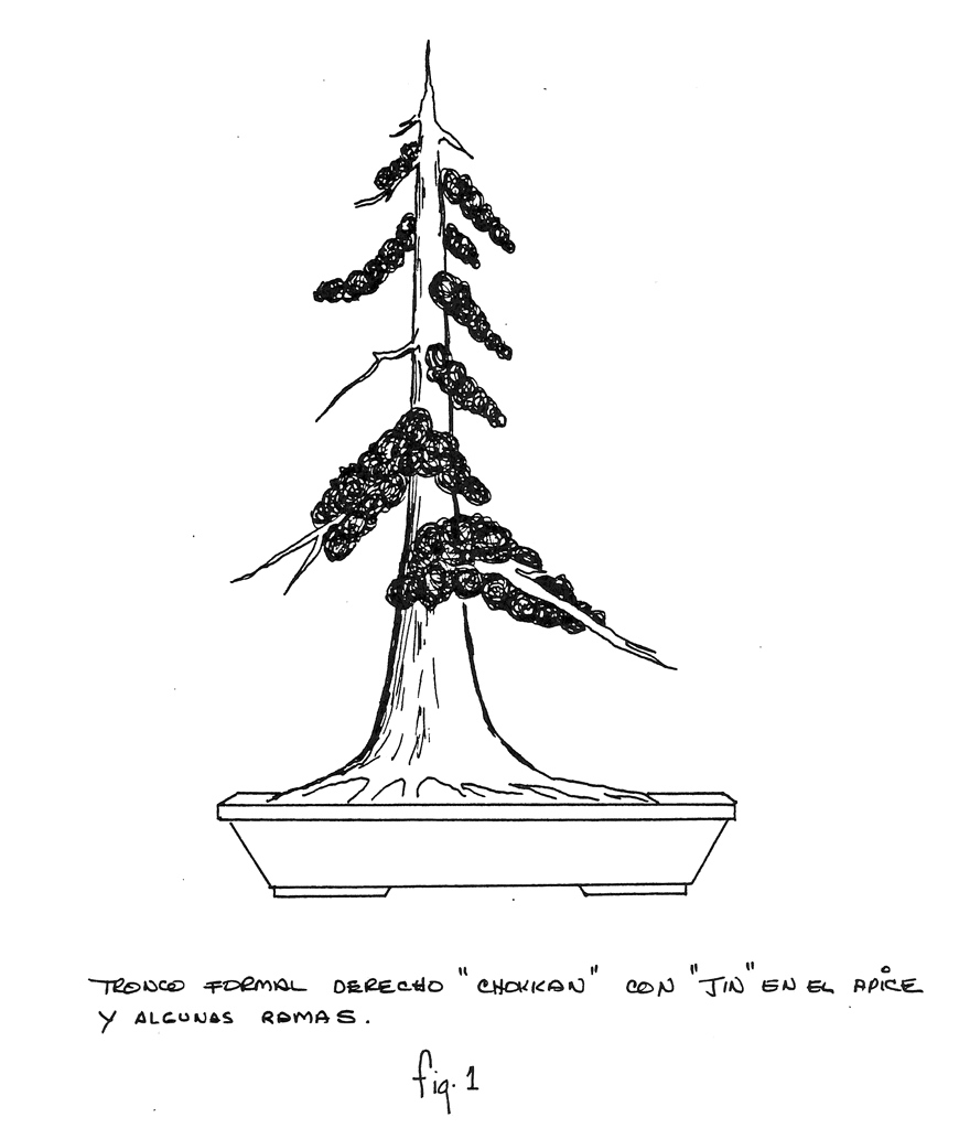 Fig. 1: Tronco derecho o formal