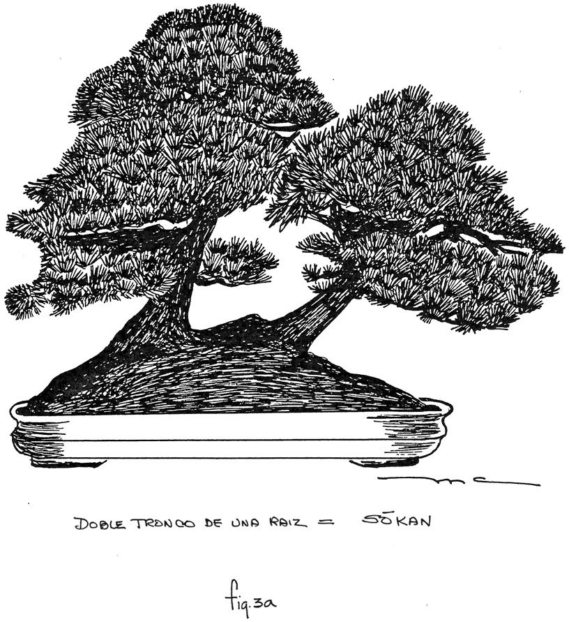 Fig. 3a: Doble Tronco De Una Raíz = Sokan