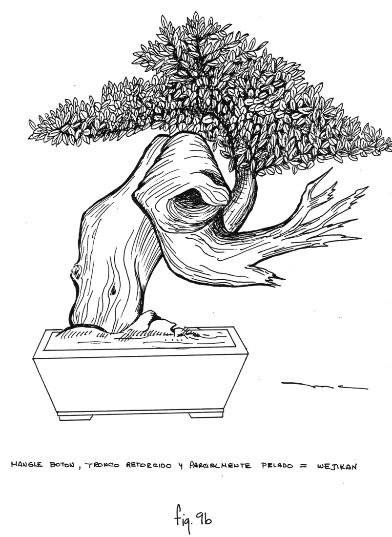 Fig. 9b: Mangle Botón, tronco retorcido y parcialmente pelado = Wejikan