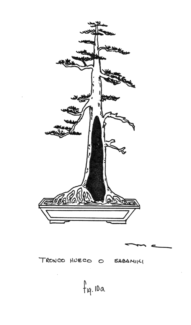 Fig. 10a: Tronco Hueco = Sabamiki
