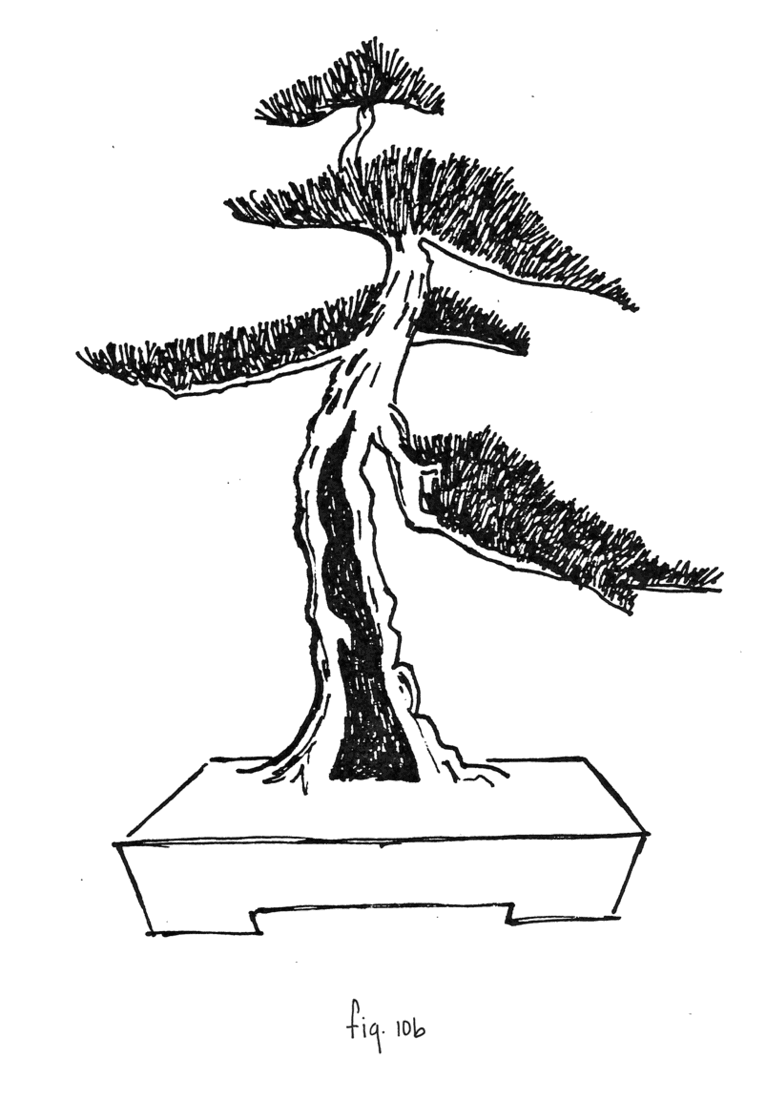 Fig. 10b: Tronco Hueco = Sabamiki