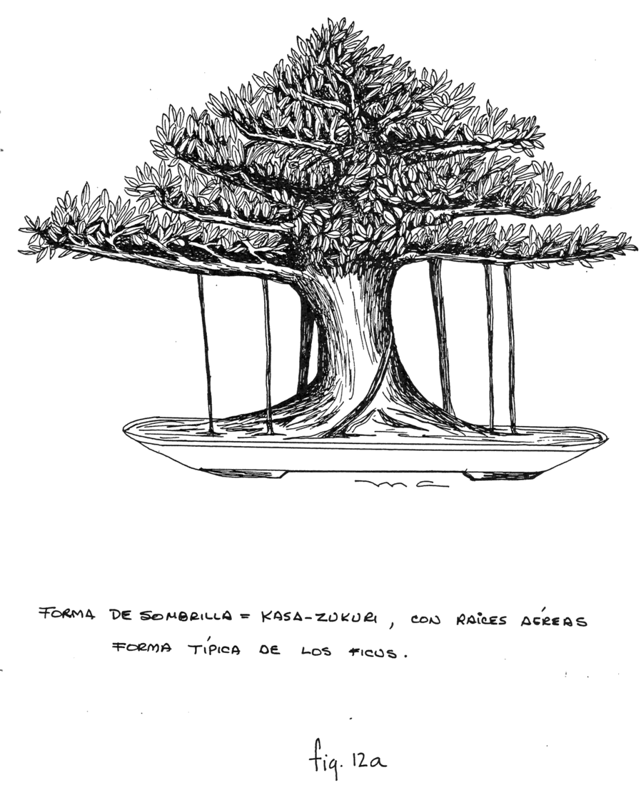 Fig. 12a: Forma de Sombrilla = Kasa-Zukuri, con raíces aéreas, forma típica de los ficus