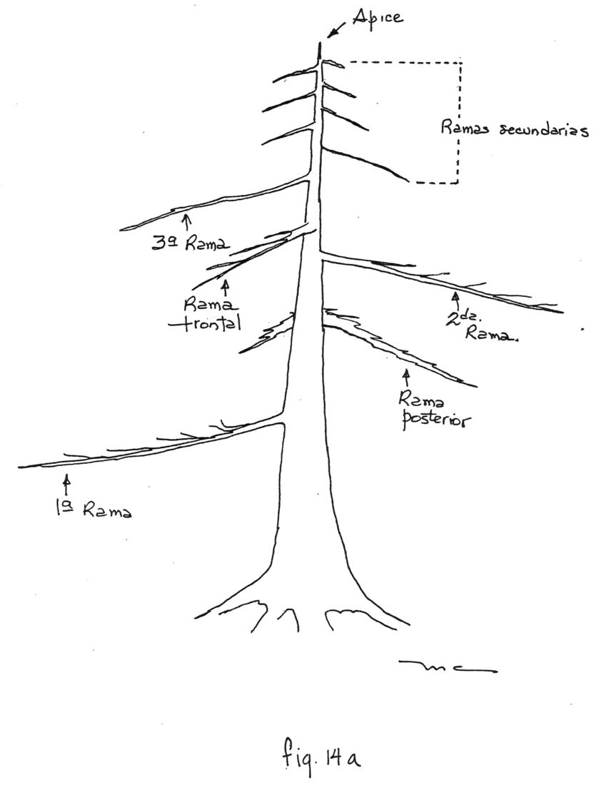 Fig. 14a: Estilo básico de entrenamiento