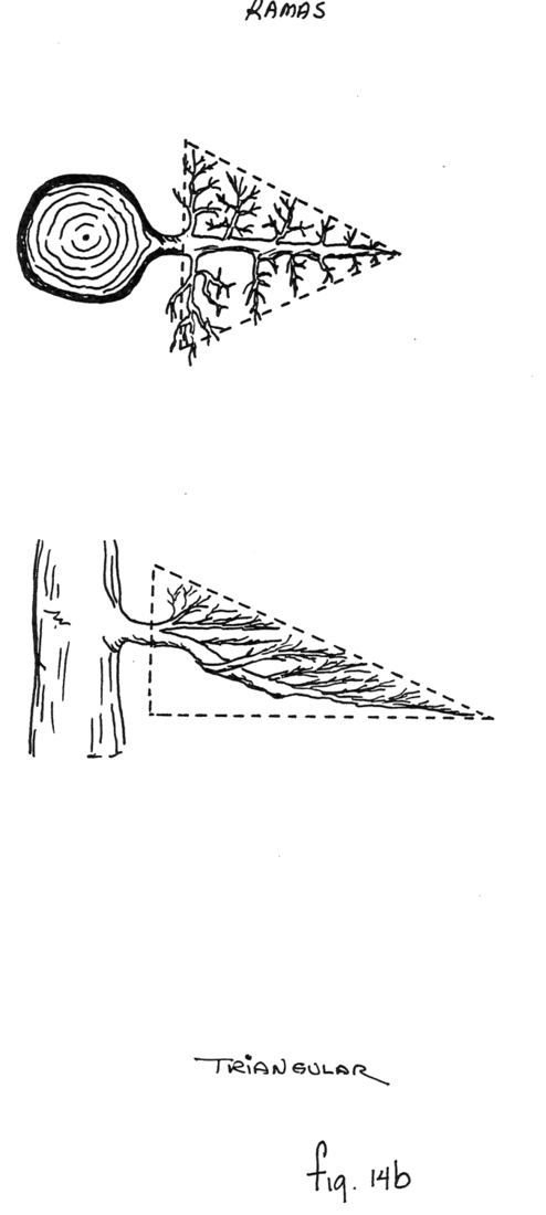 Fig. 14b: Rama triangular