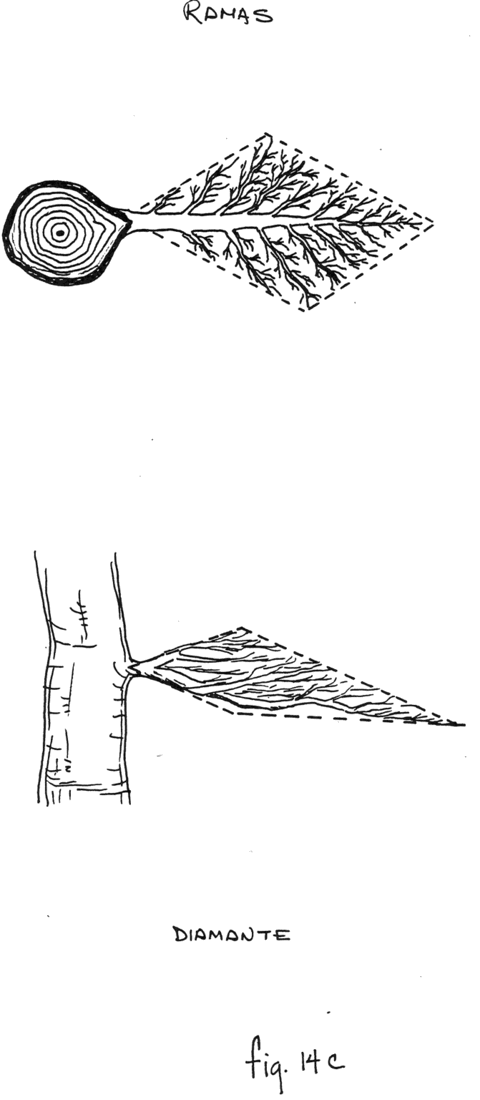Fig. 14c: Rama diamante