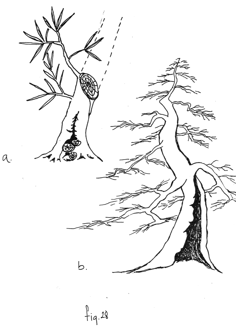 Fig. 28a & b: Poda de formación