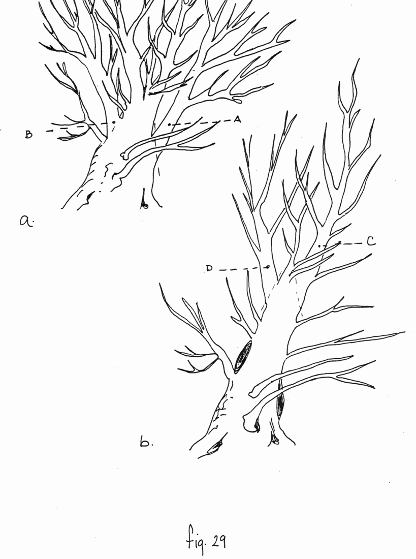 Fig. 29 a & b: Planta obtenida en el campo con un magnífico tronco pero con múltiples ramas