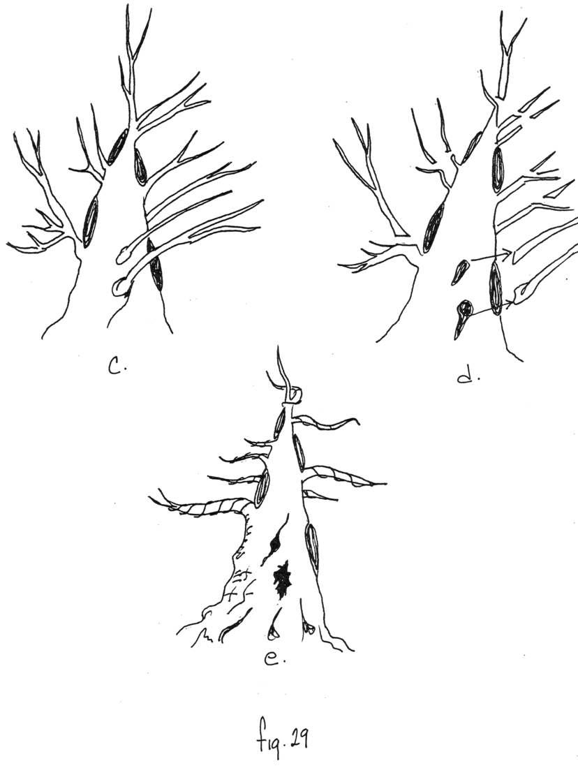Fig. 29 c, d & e: dos ramas han sido removidas