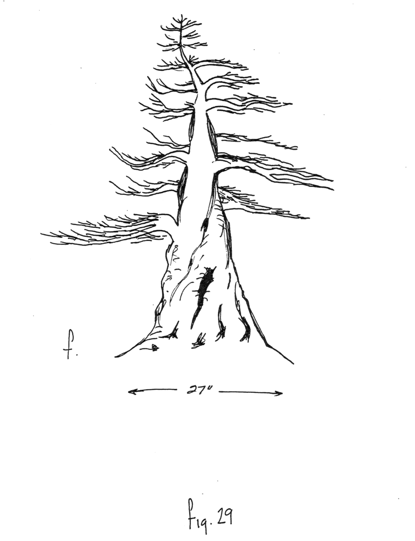 Fig. 29f: árbol en el futuro