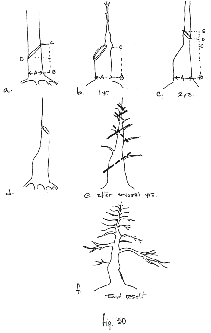Fig. 30: Cómo hacer un bonsai