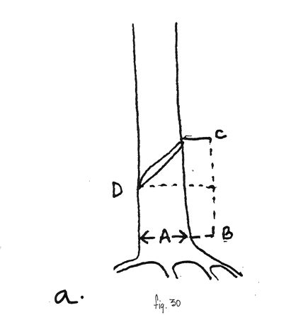 Fig. 30a: Cómo cortar el tronco en ángulo