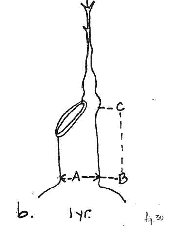 Fig. 30b: Al cabo de un año