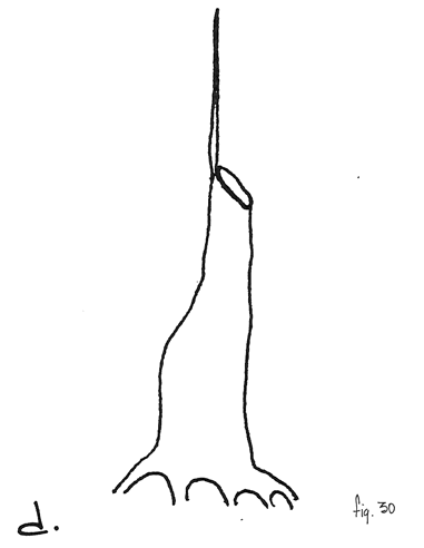 Fig. 30d: Al cabo de 3 años