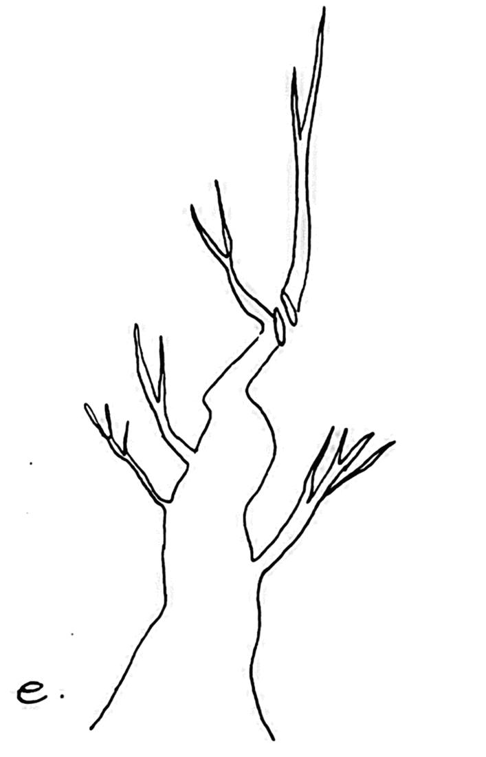 Fig. 31e: Tercer corte y recorte de los retoños