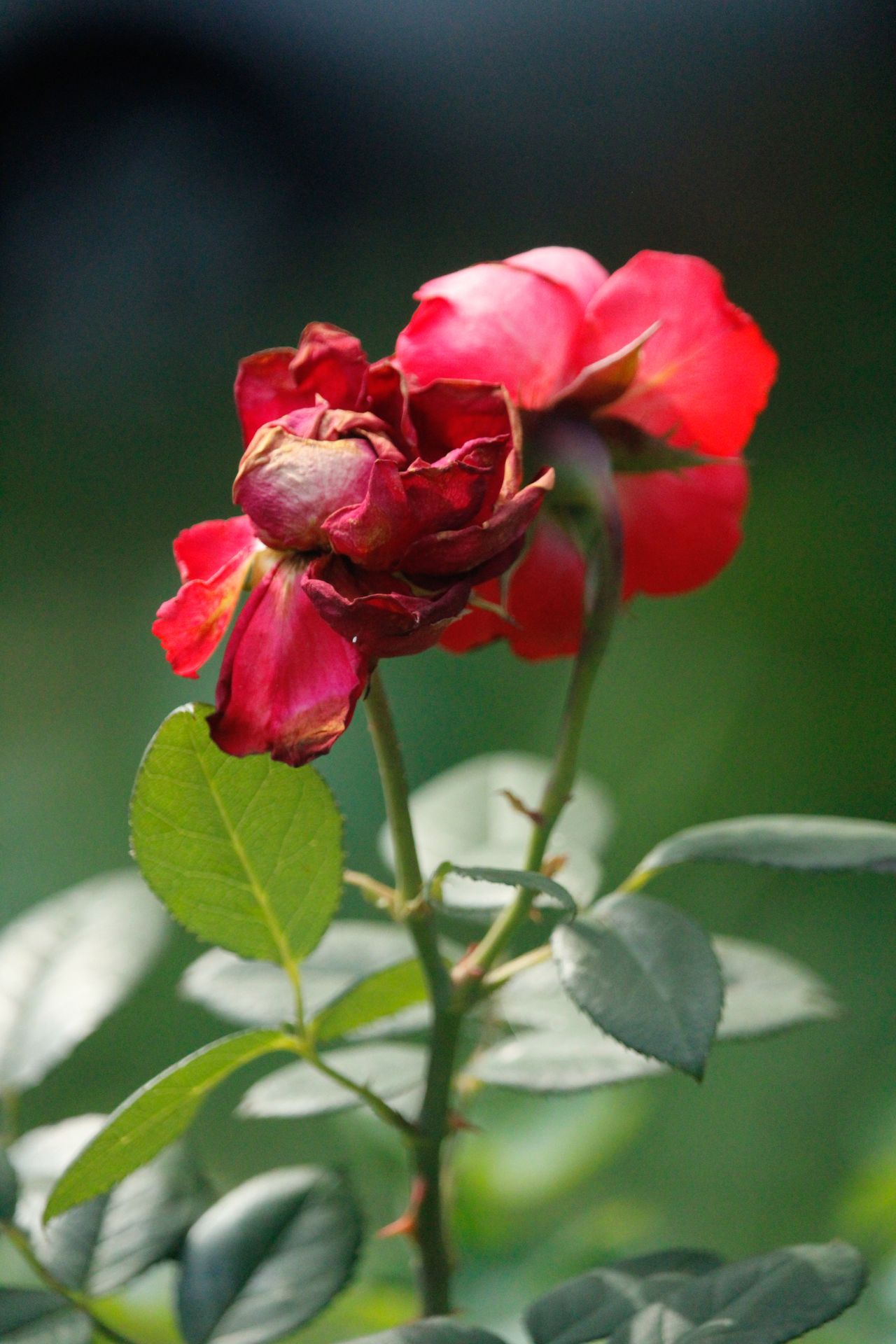 Flores pequeñas de floración pobre
