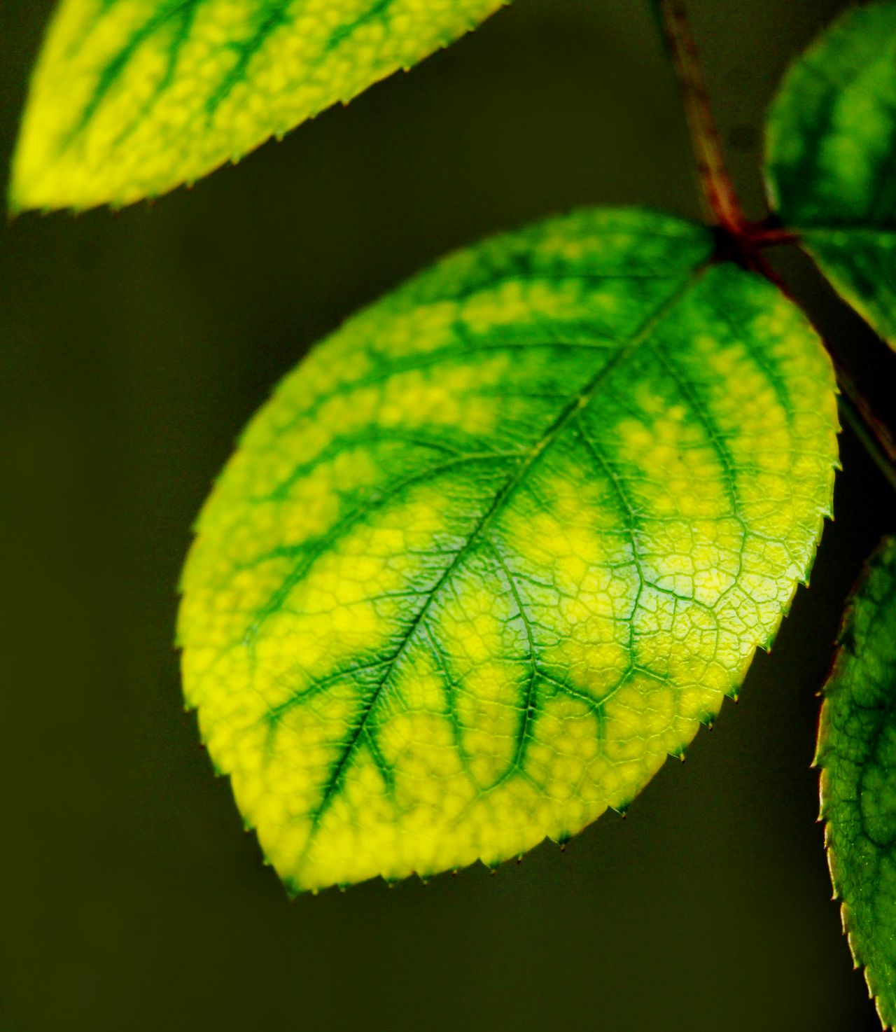Hoja con clorosis, amarilla