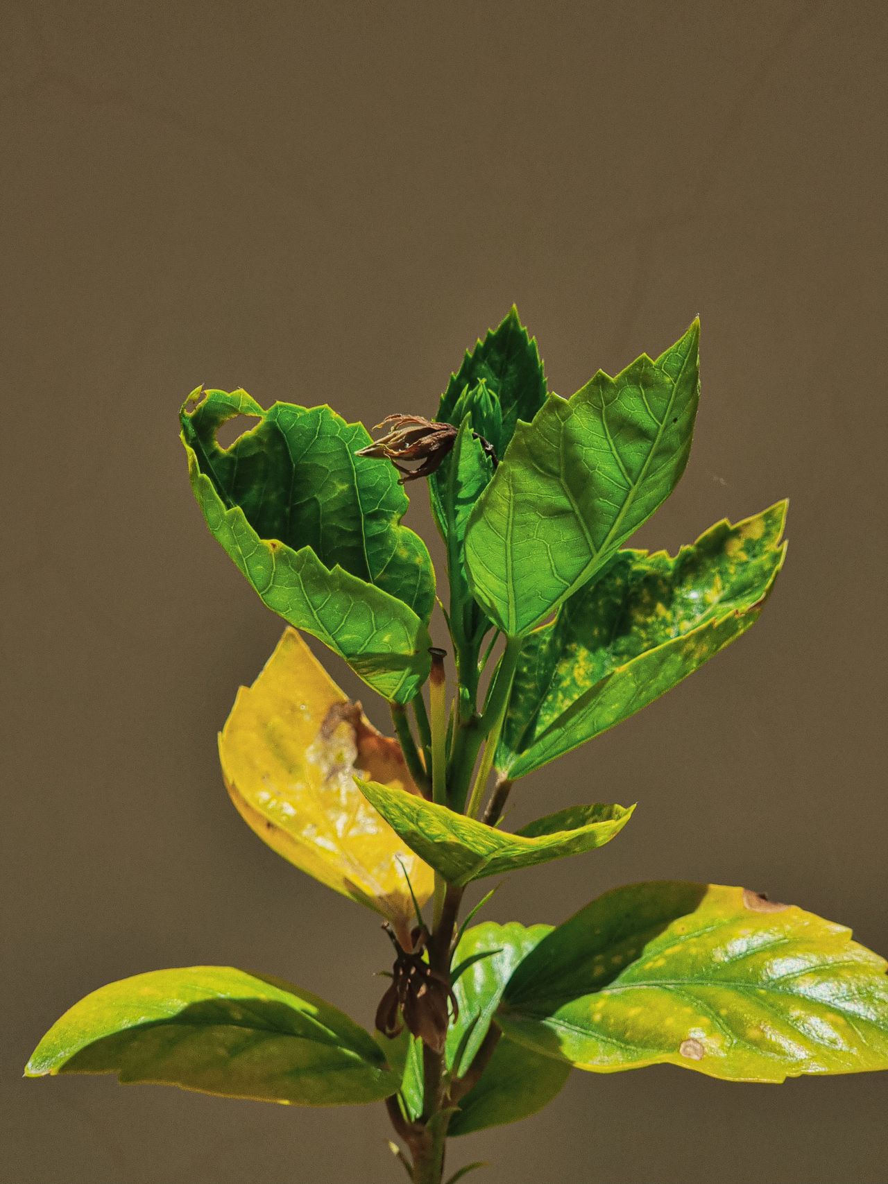 Hoja dañada por deficiencia de nutrientes