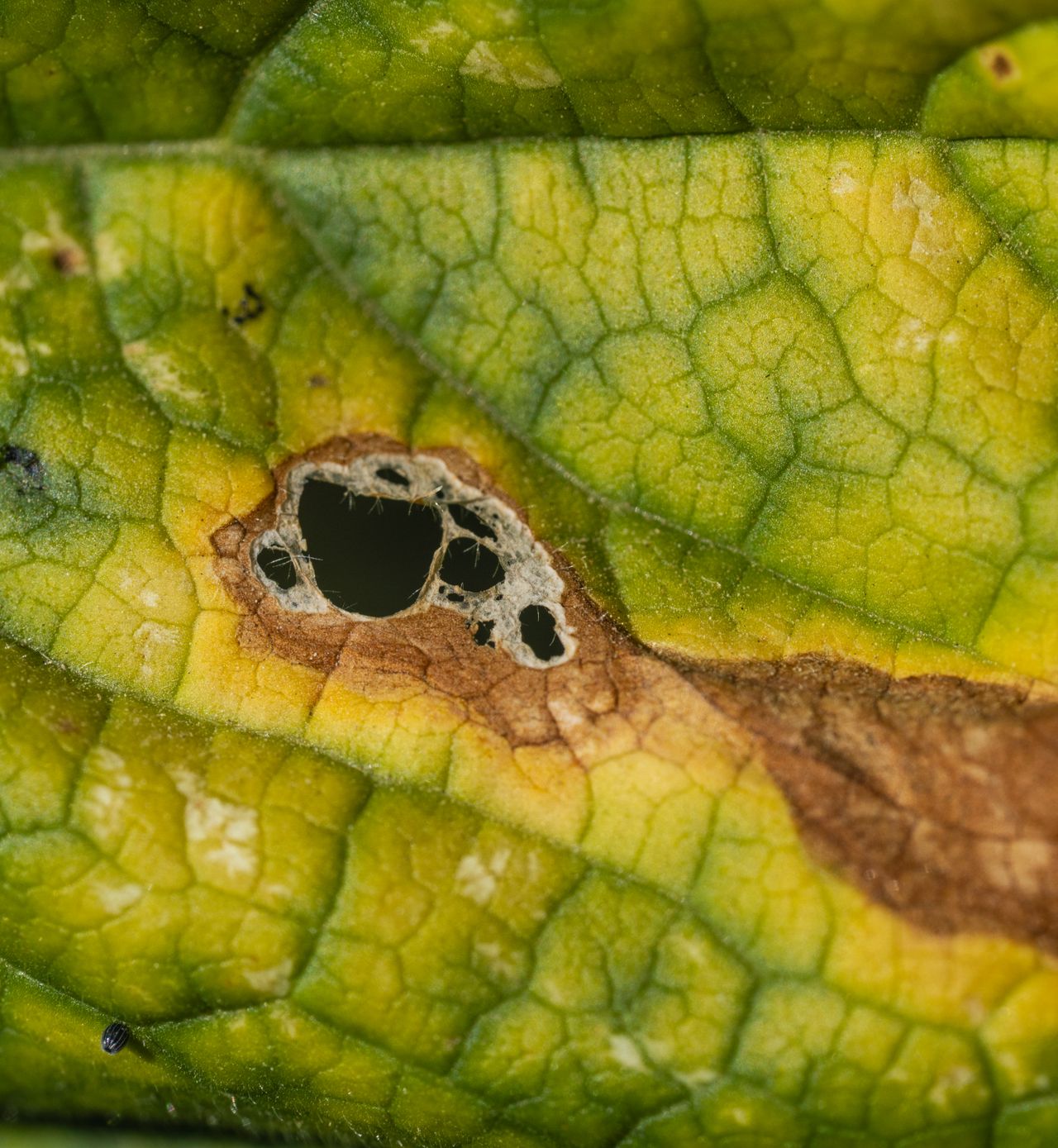 Hoja con manchado y moteado